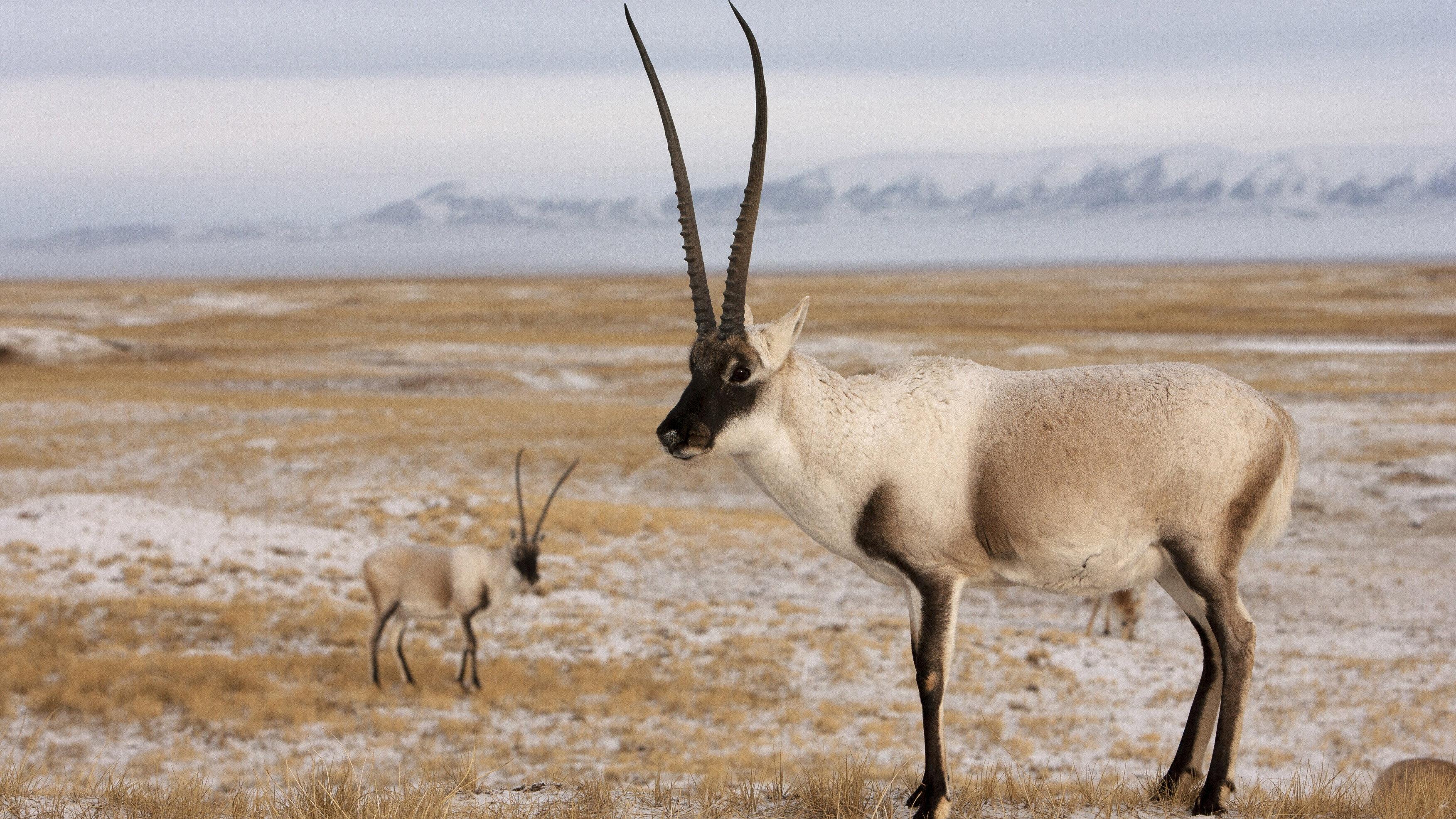 Rare Survivors: China's Iconic Wildlife 2021 movie scene