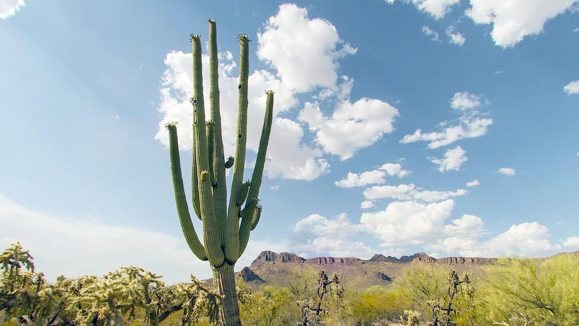 Cactus Hotel 2023 movie scene