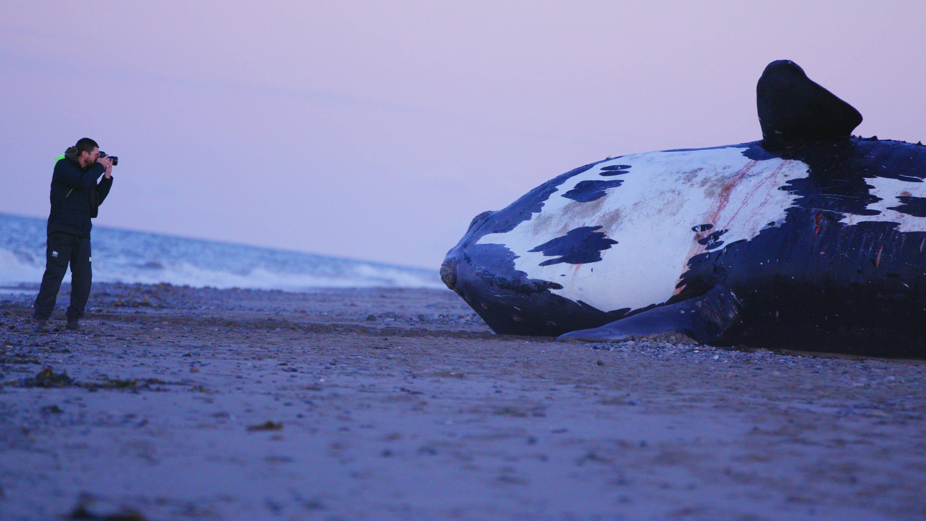 Last of the Right Whales 2021 movie scene