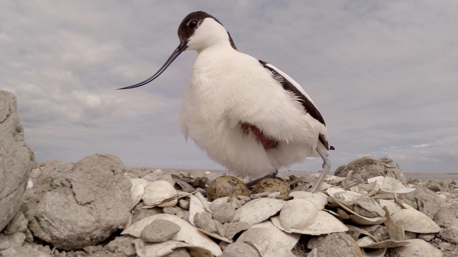 Marker Wadden 2021 movie scene