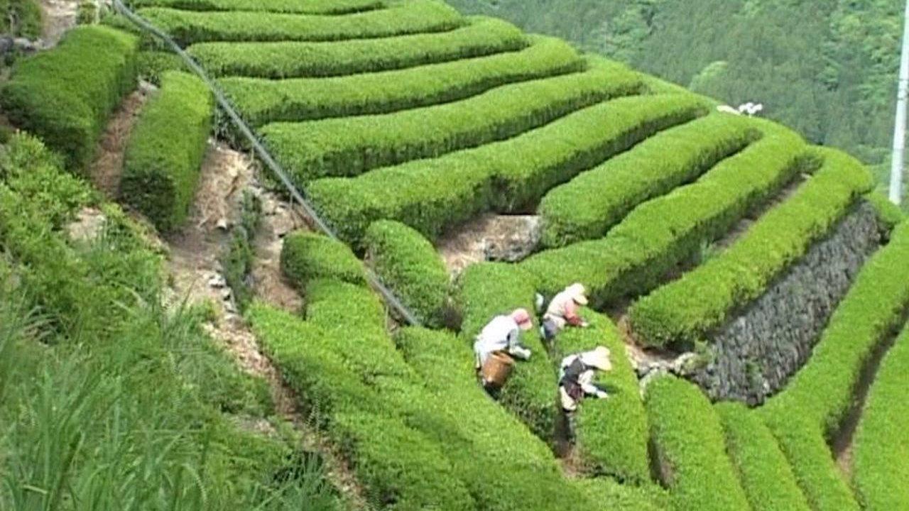 Bessho Tea Factory 2014 movie scene