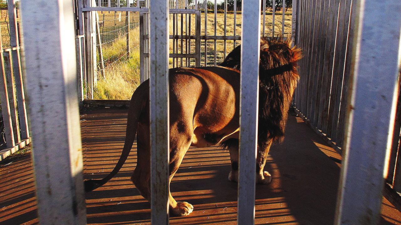 Blood Lions 2015 movie scene