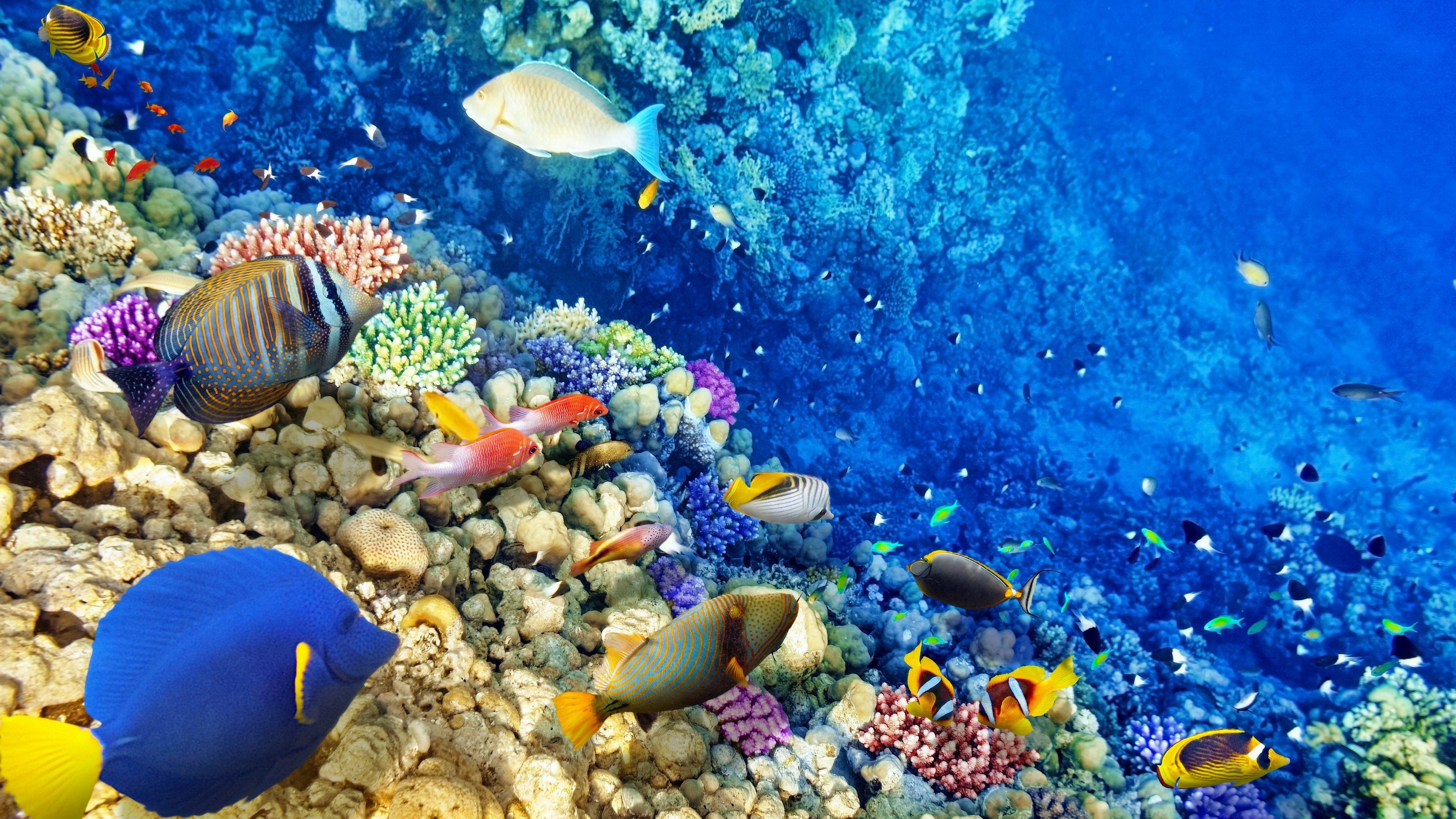 Secrets of the Great Barrier Reef 2010 movie scene