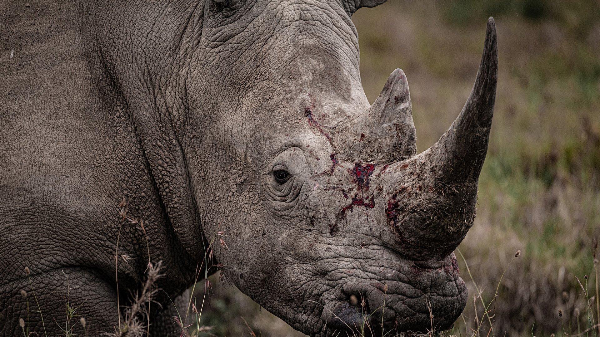 Rhino 2025 movie scene
