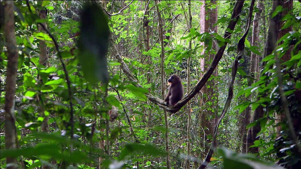 Mandrills : le paradis retrouvé 2014 movie scene