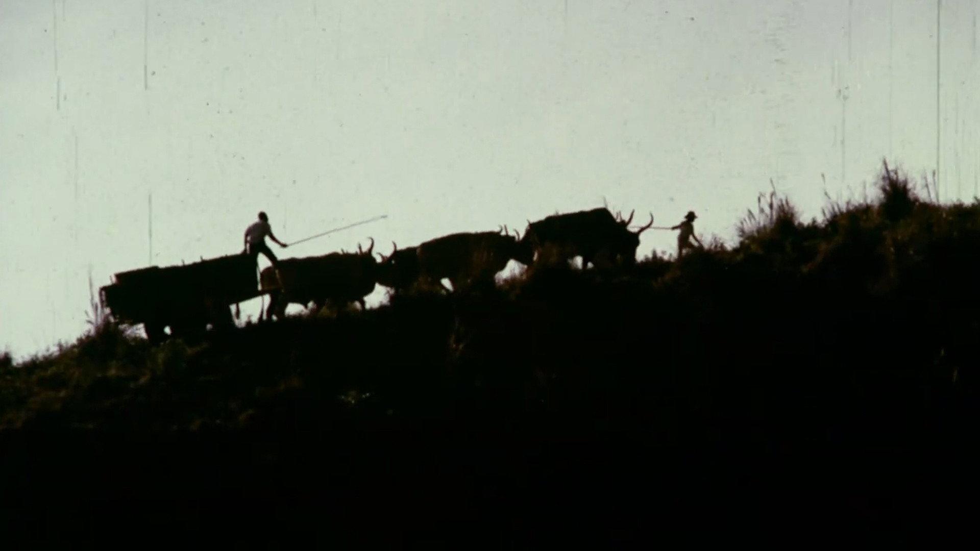 Bullock Cart 1974 movie scene