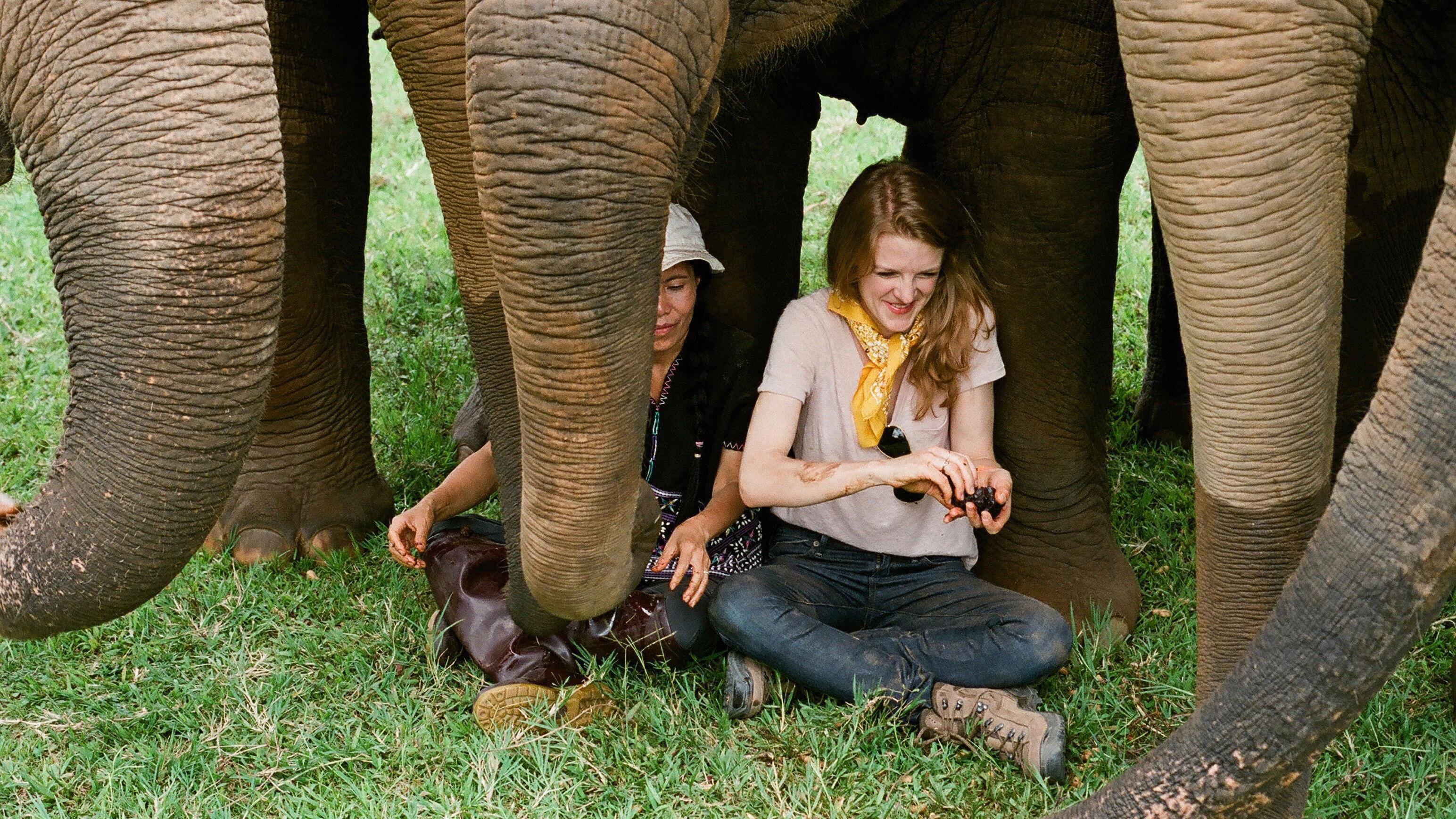 Love & Bananas: An Elephant Story 2018 movie scene