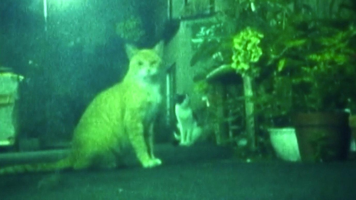 EKTADIARY: NIGHT COLOURS 2000 movie scene