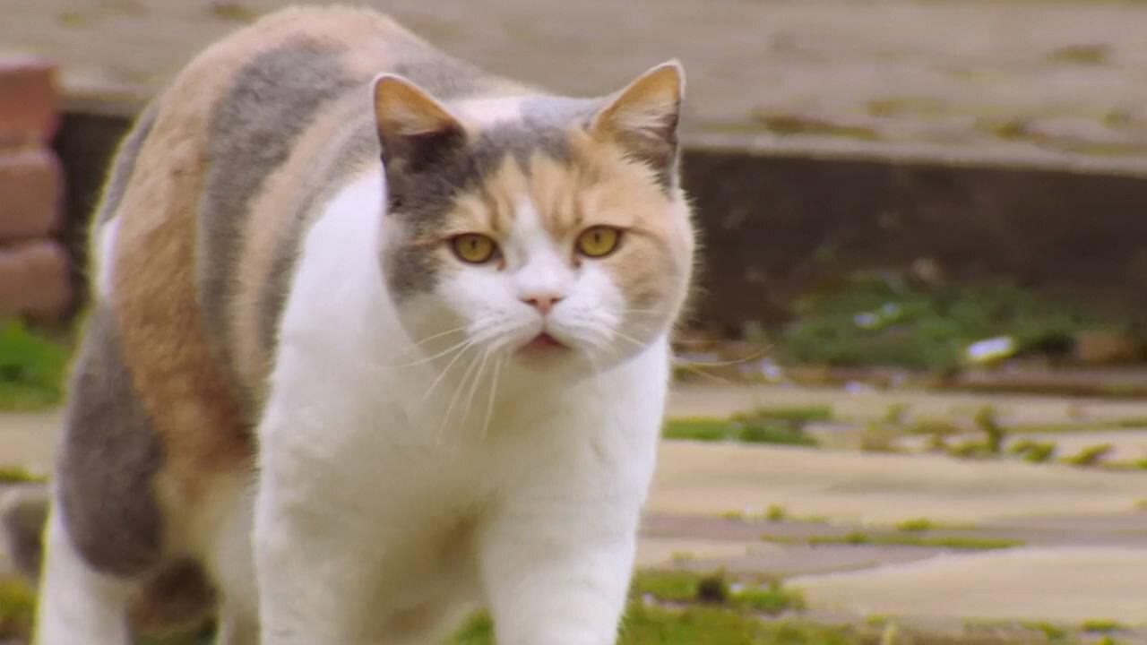 The Secret Life of Cats 1999 movie scene