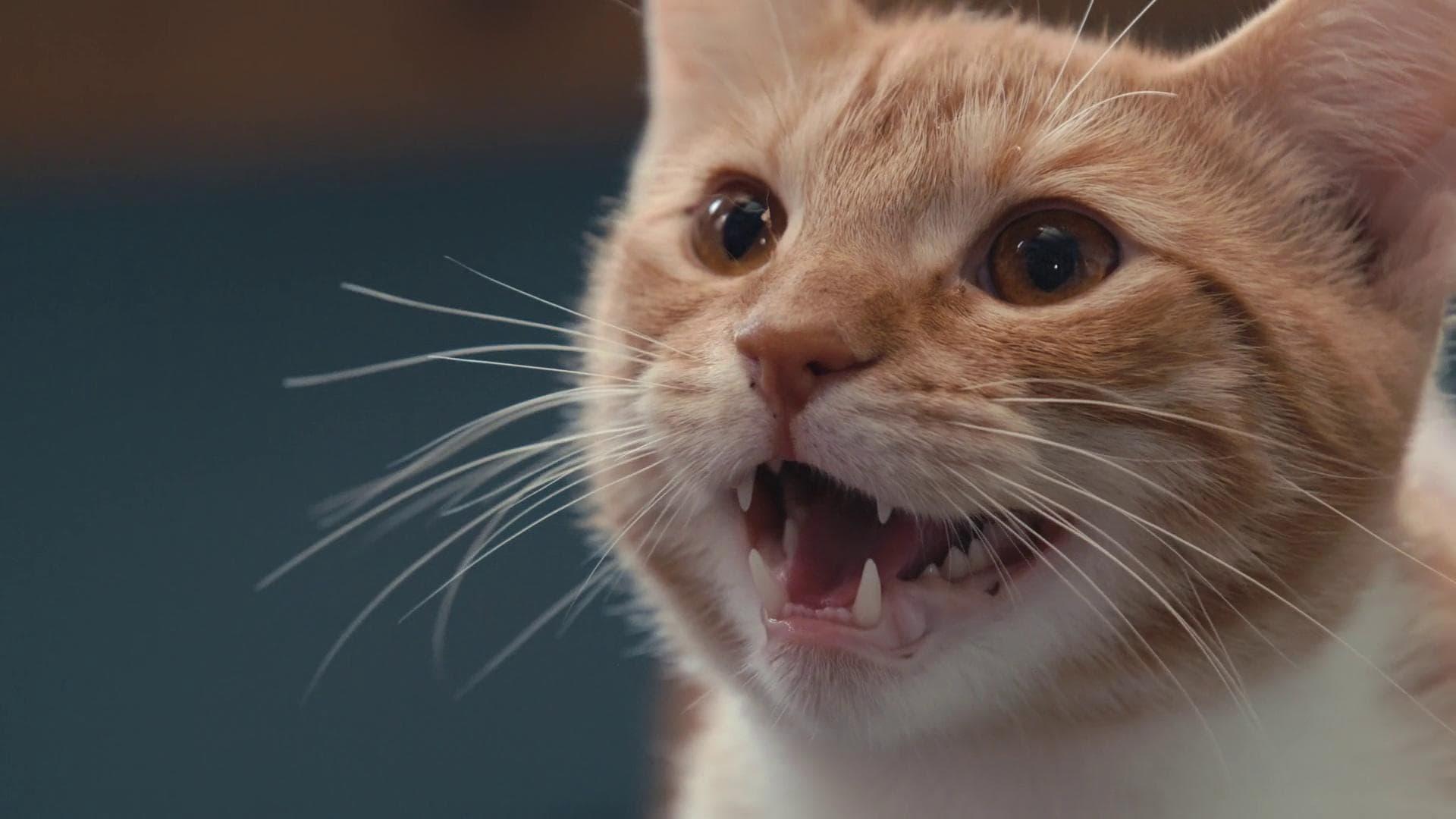 Inside the Mind of a Cat 2022 movie scene