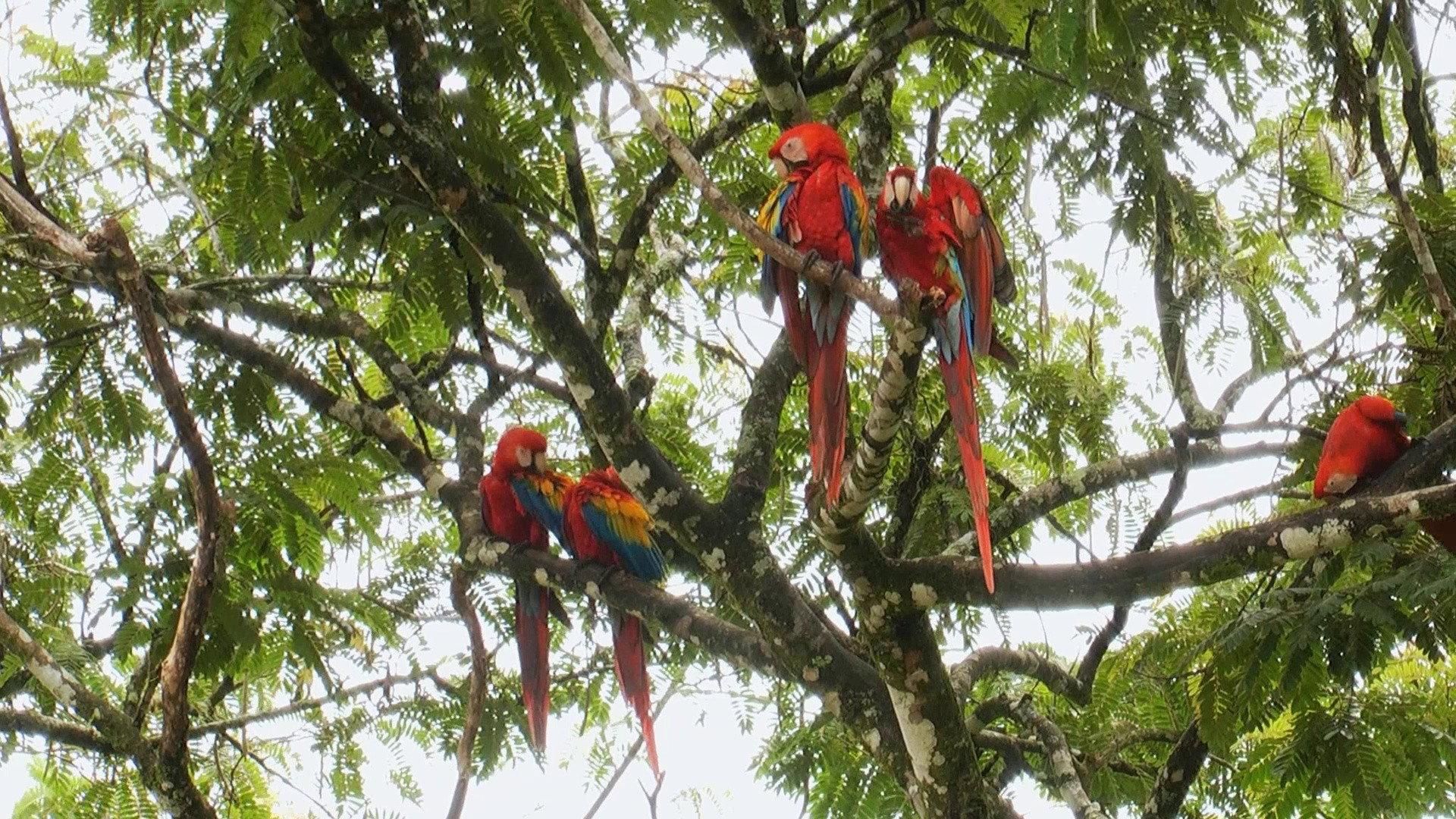 World Natural Heritage Costa Rica: Guanacaste National Park 2012 movie scene