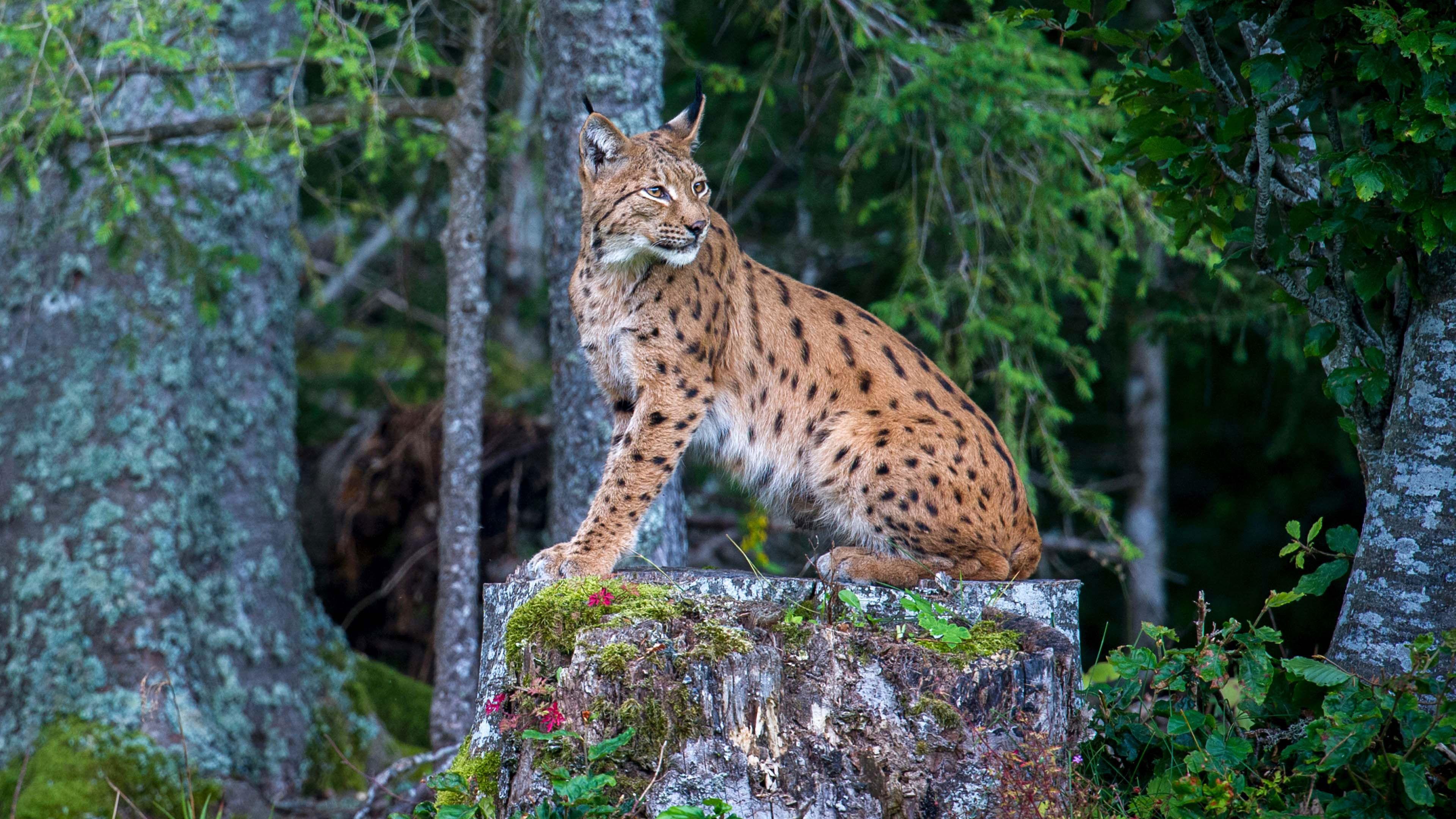 Lynx 2021 movie scene