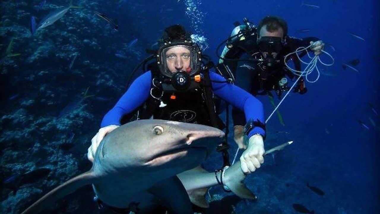 Shark Tracker 2002 movie scene