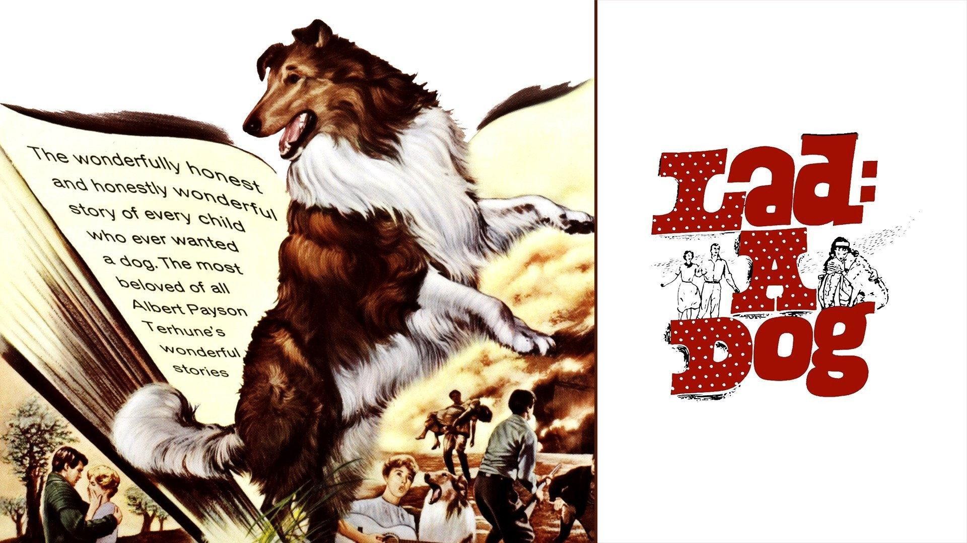 Lad: A Dog 1962 movie scene