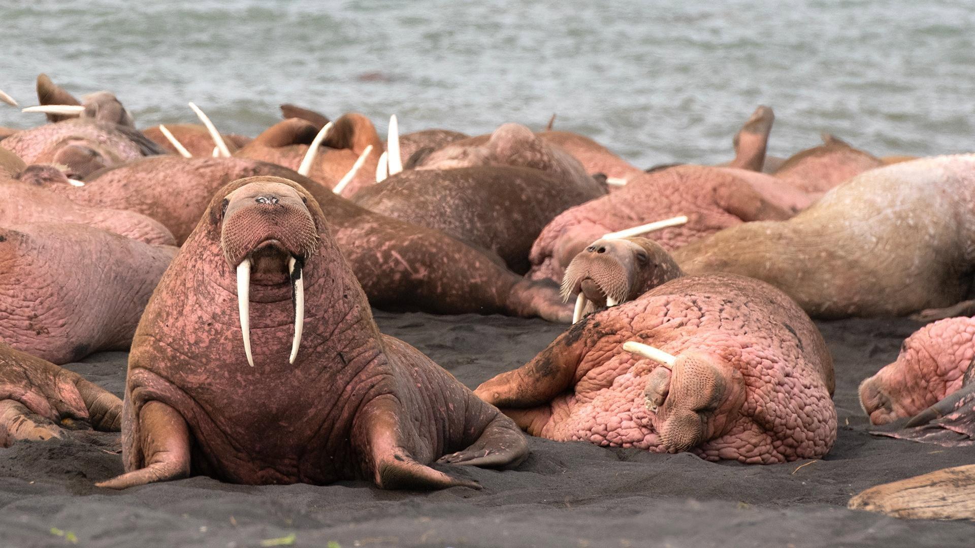 Walrus: Life on Thin Ice 2025 movie scene
