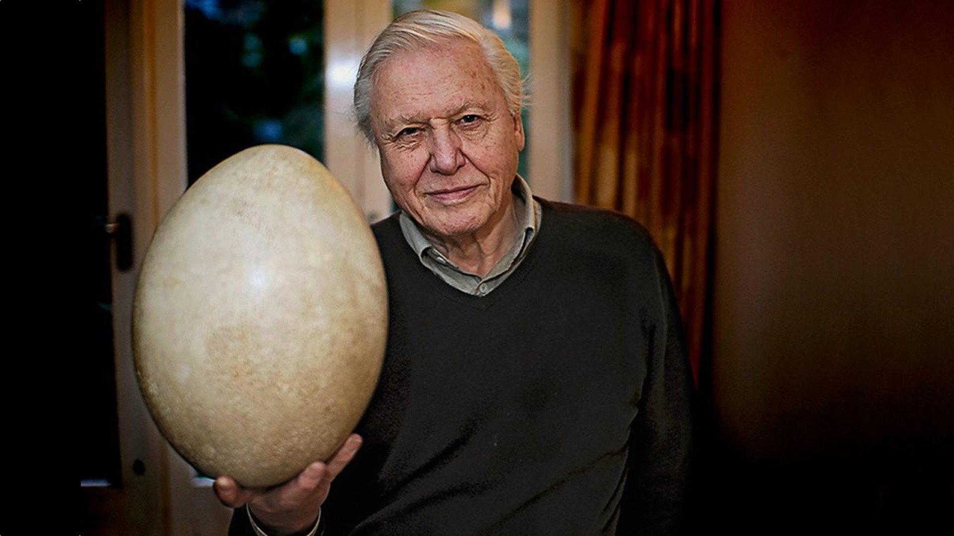 Attenborough and the Giant Egg 2011 movie scene