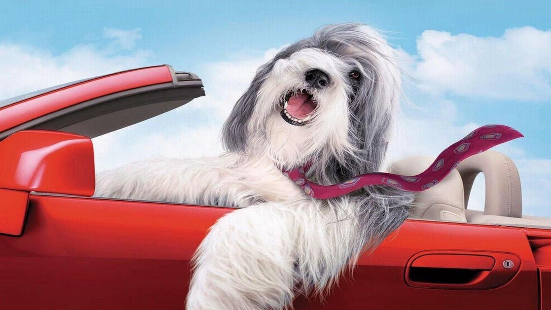 The Shaggy Dog 2006 movie scene