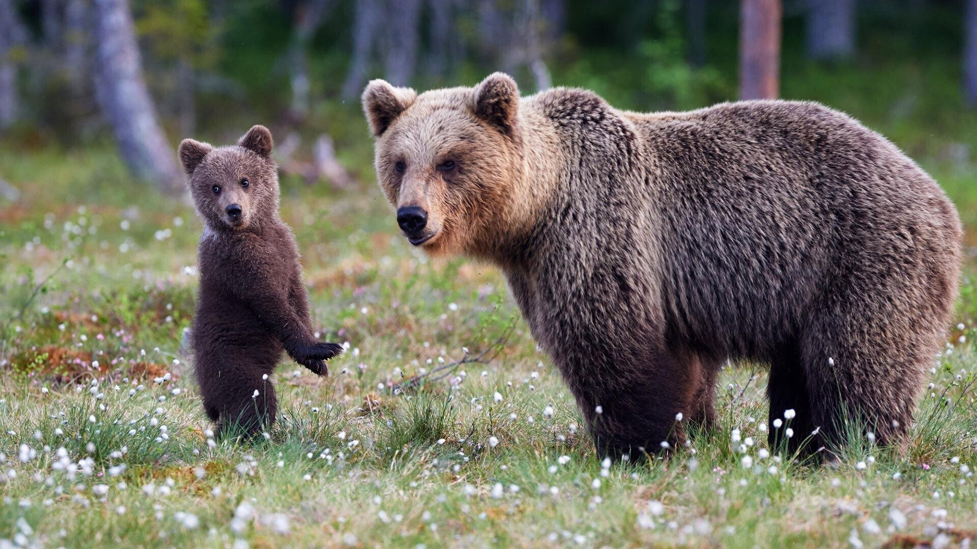 Bear Land 2023 movie scene