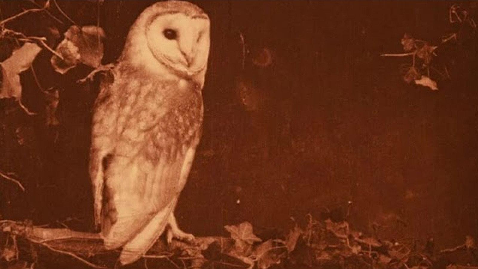 Wild Birds in Their Haunts 1909 movie scene