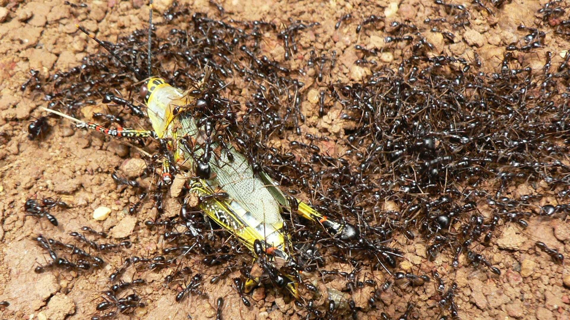 Ant Attack 2006 movie scene