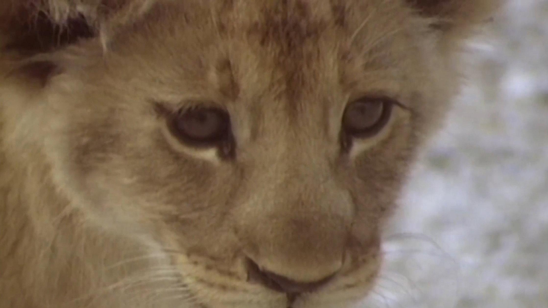The Lions of Etosha 1981 movie scene