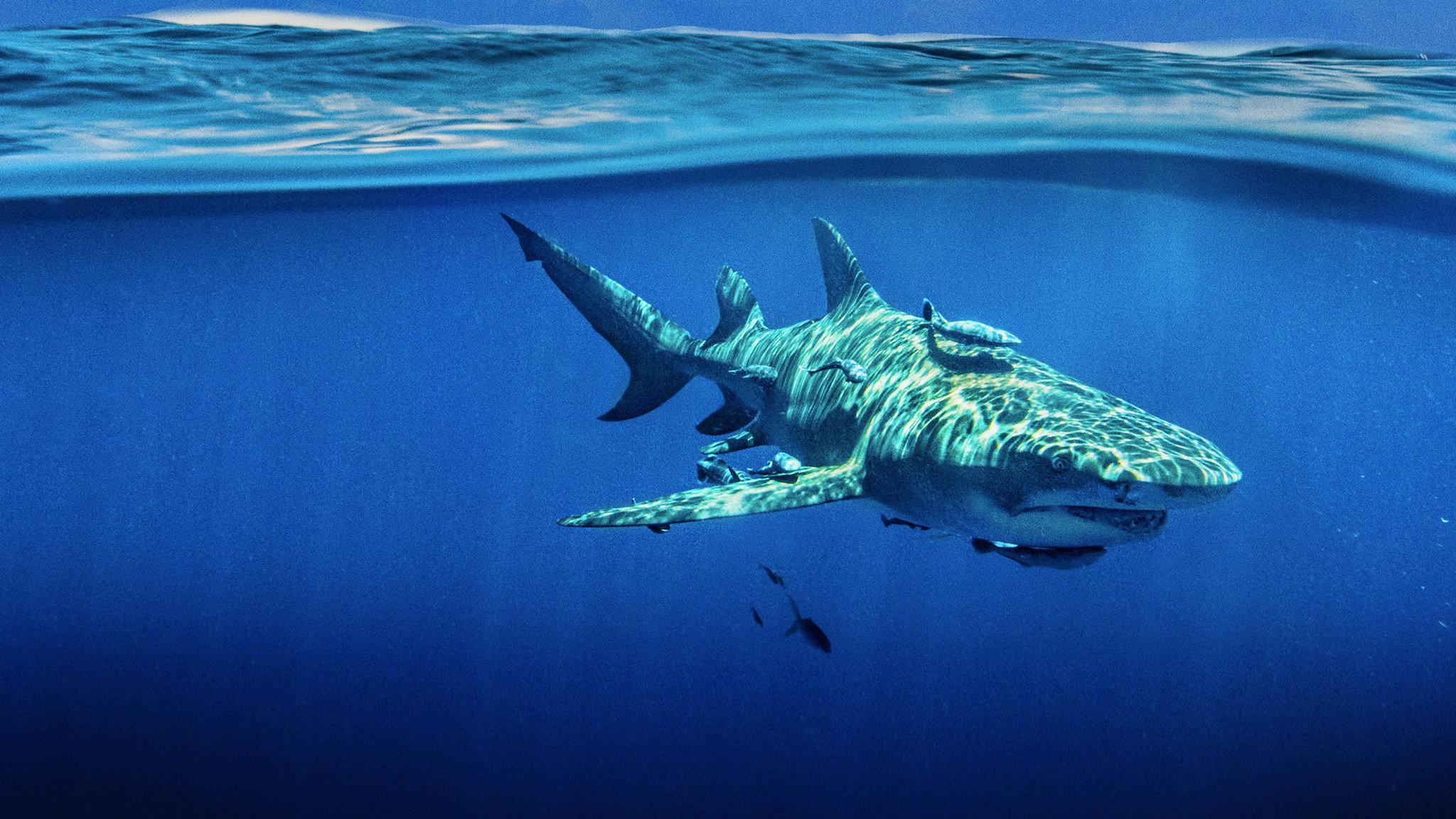 Sky Sharks 2022 movie scene