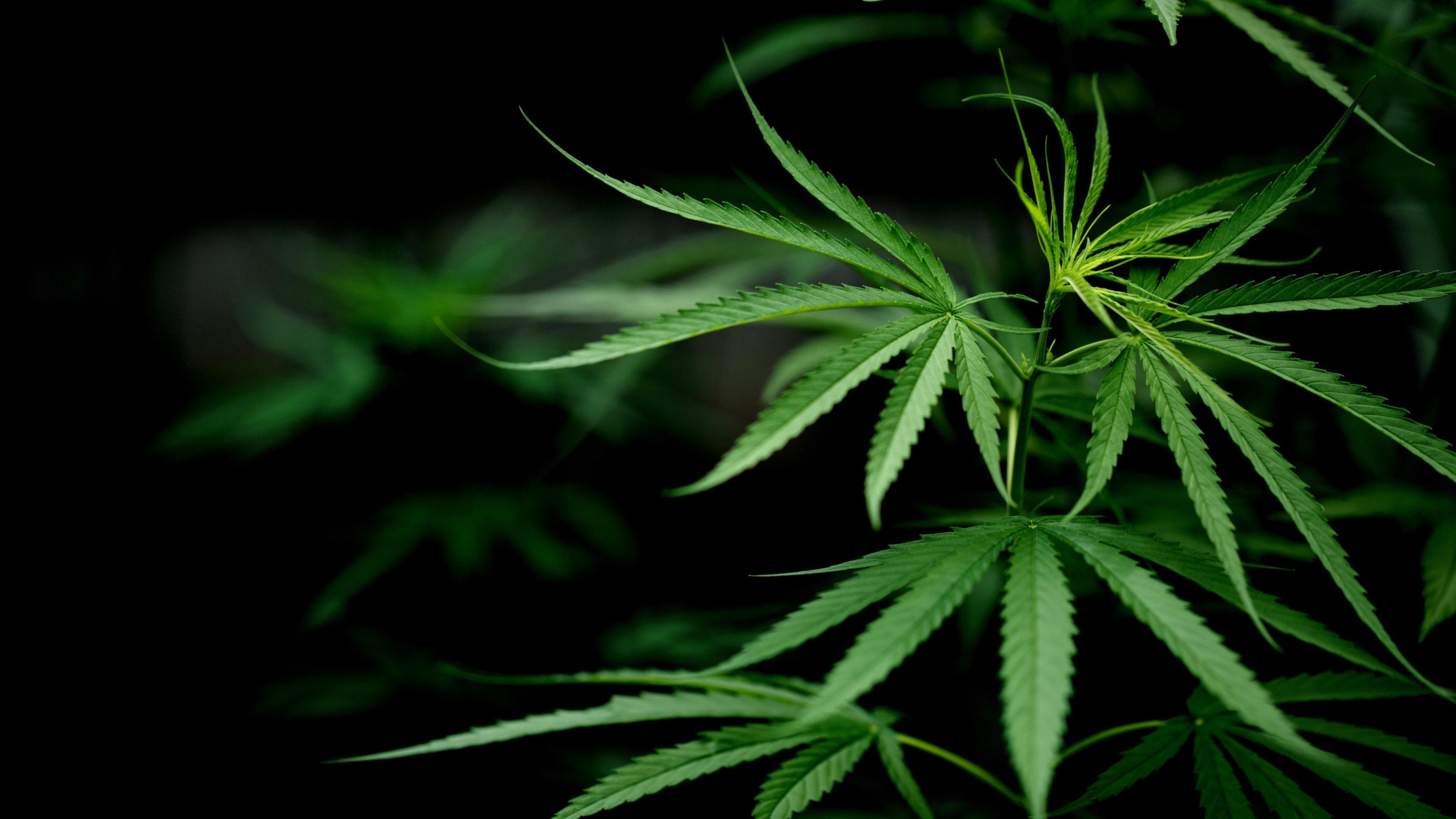 Cannabis: Through the Ages 2020 movie scene