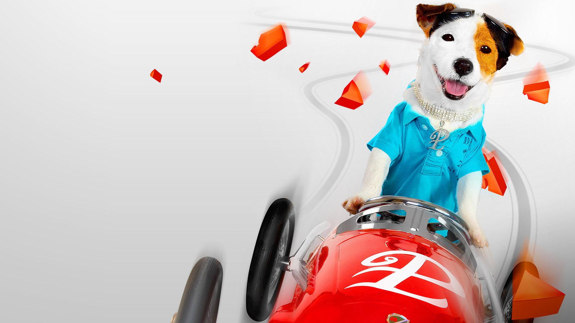 Millionaire Dog 2014 movie scene