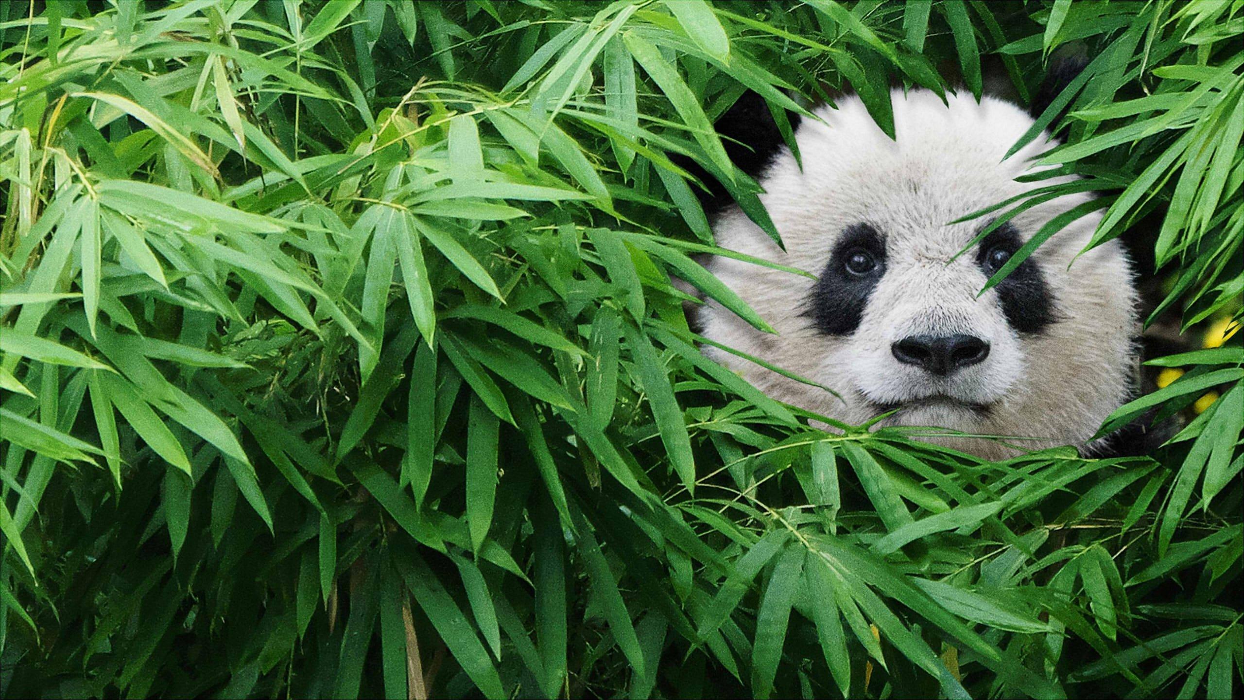 Pandas 2018 movie scene