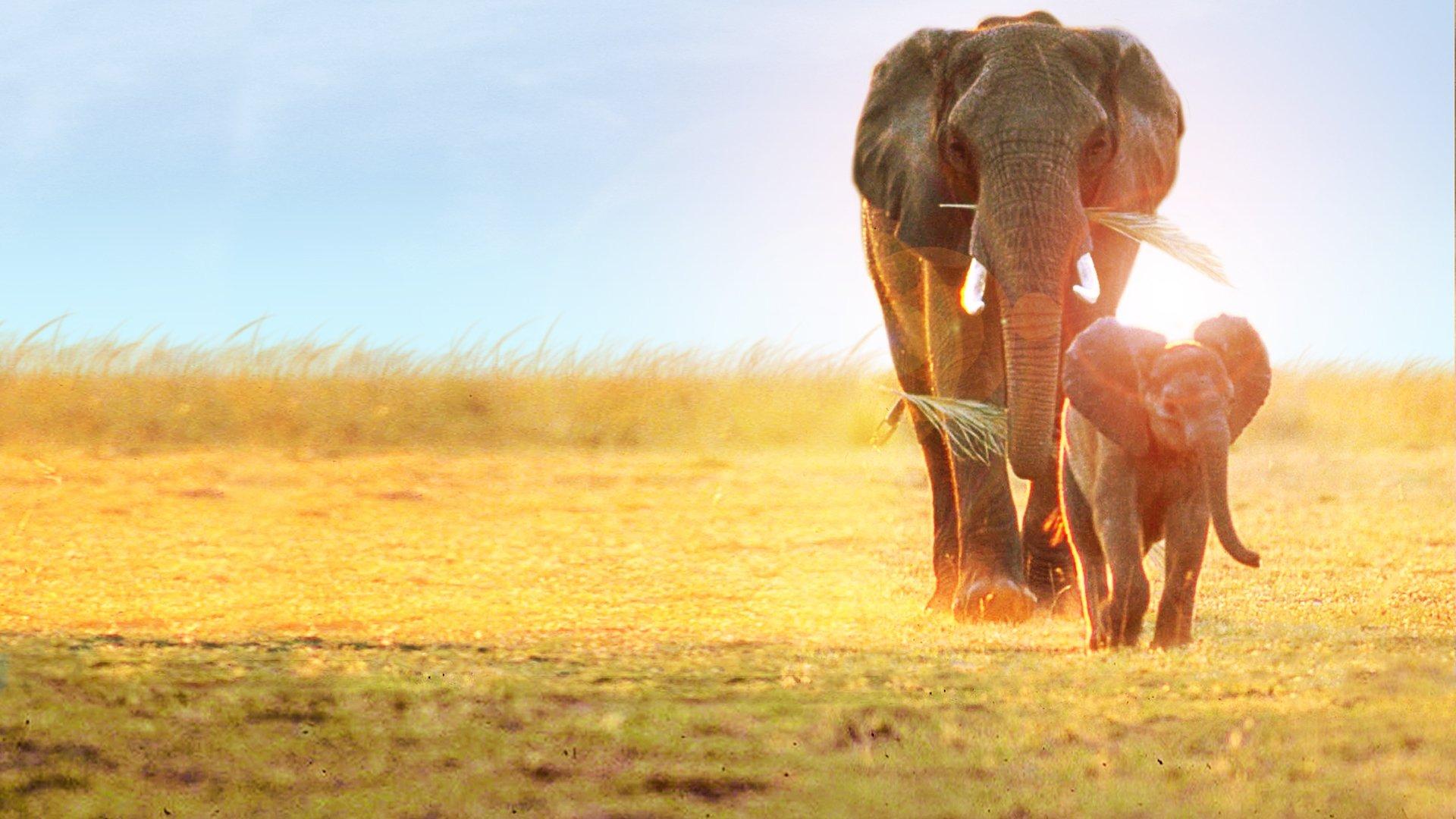 Whispers: An Elephant's Tale 2000 movie scene