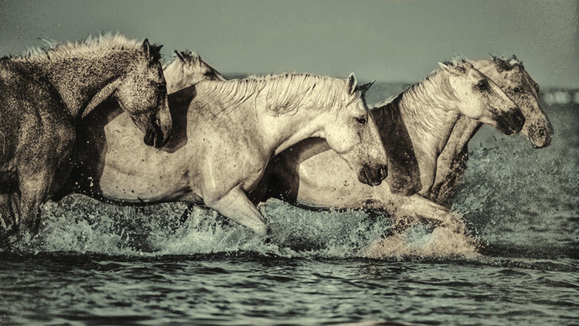 Dream of the Wild Horses 1960 movie scene