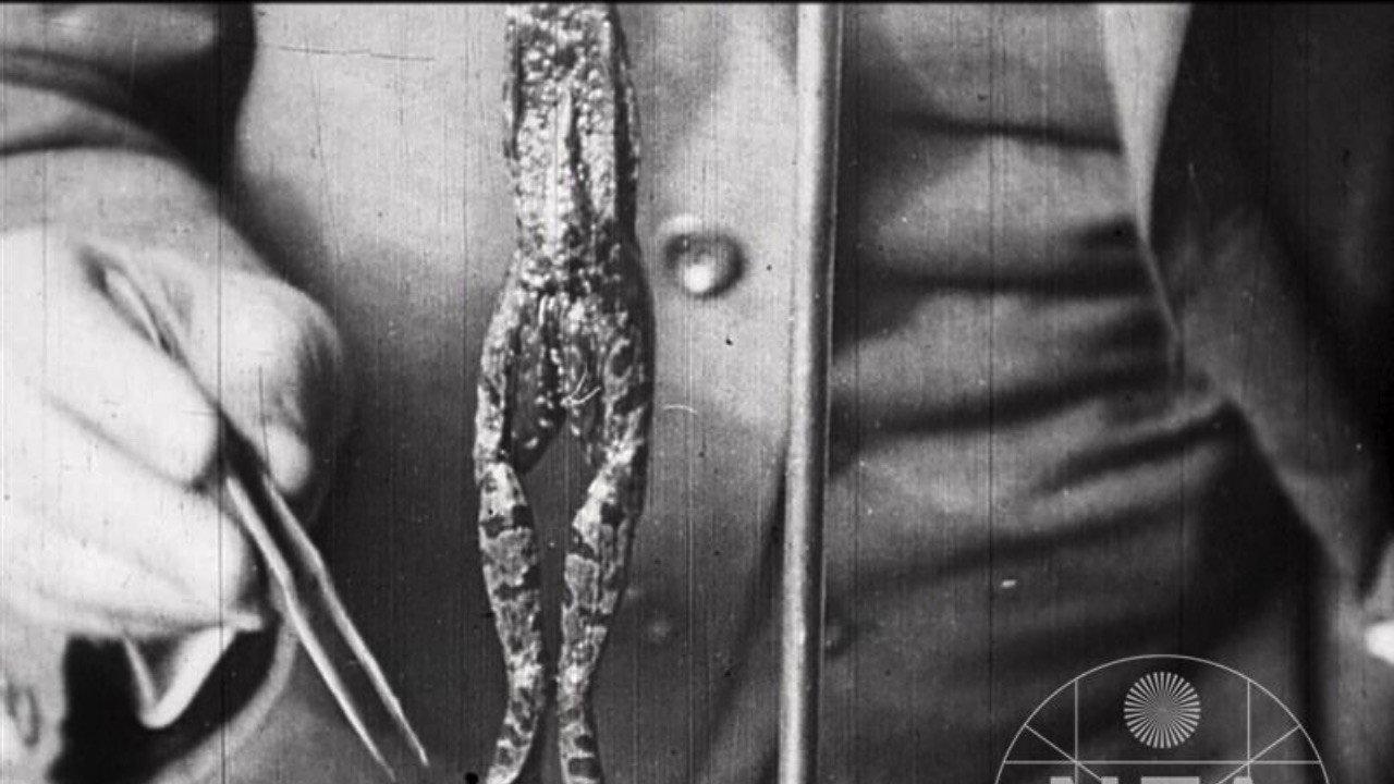 The Life of a Killed Frog 1911 movie scene