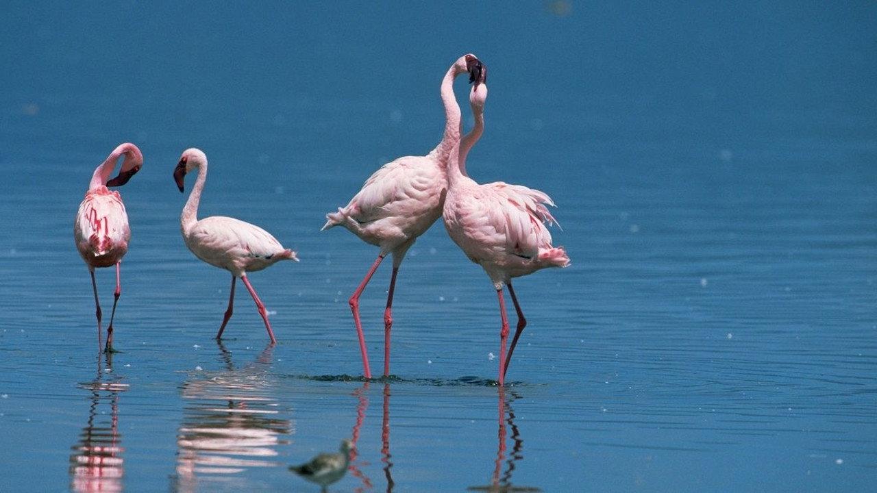 Nature: Love in the Animal Kingdom 2013 movie scene