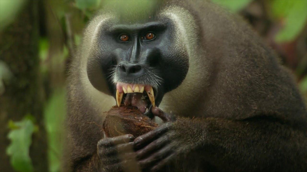 Lost Kings of Bioko 2019 movie scene