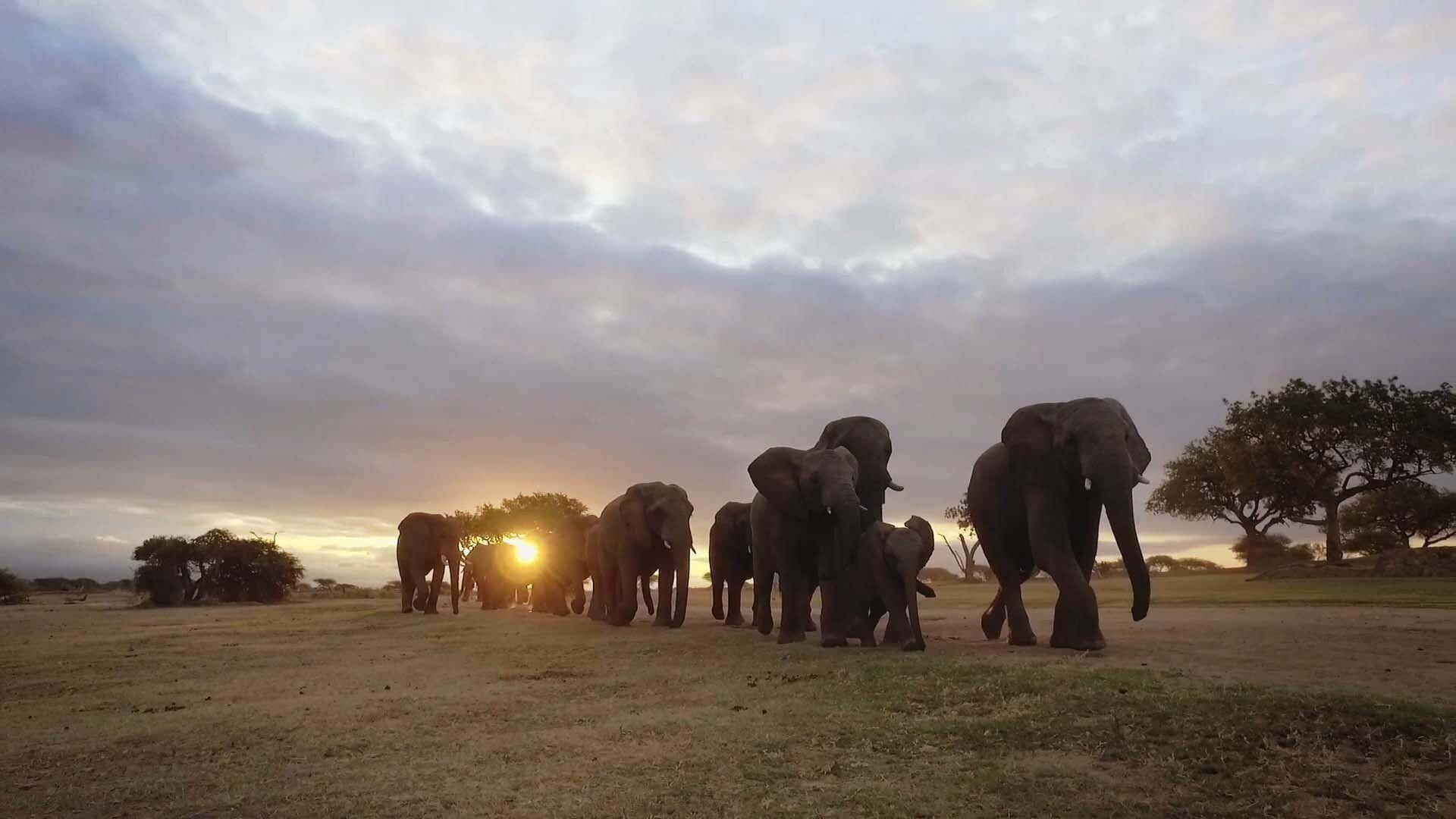 Diary of an Elephant Orphan 2025 movie scene