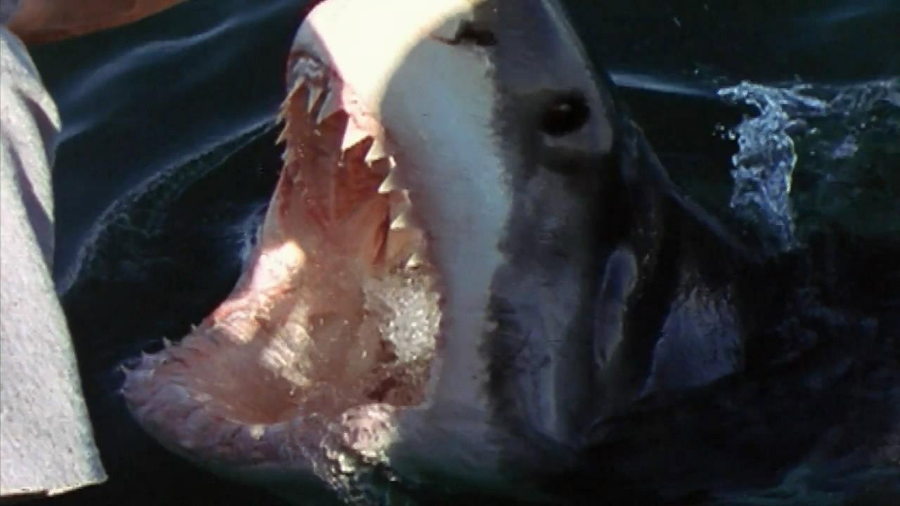 National Geographic Ultimate Shark 2007 movie scene
