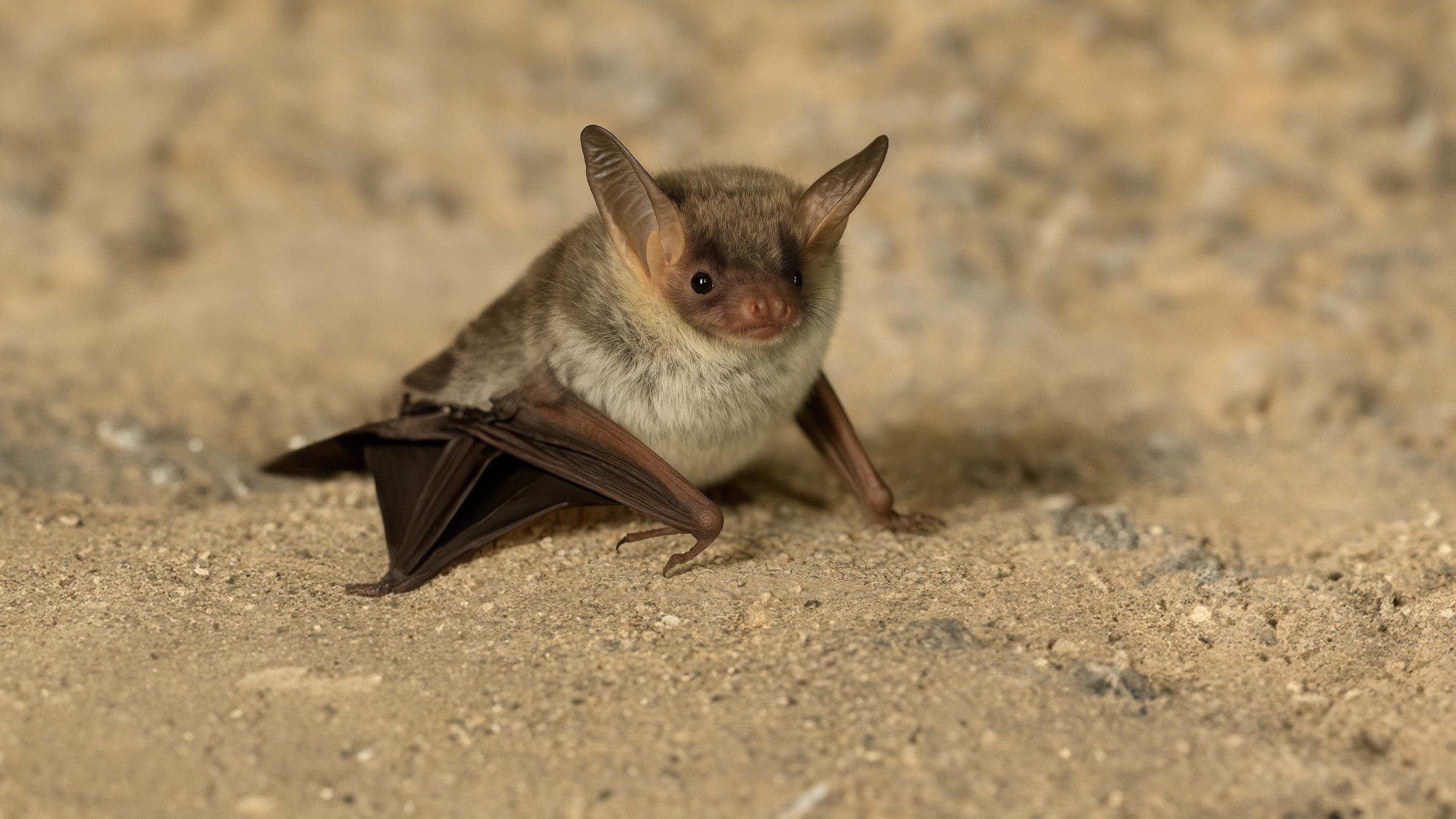 The Secret Life of Bats 2025 movie scene