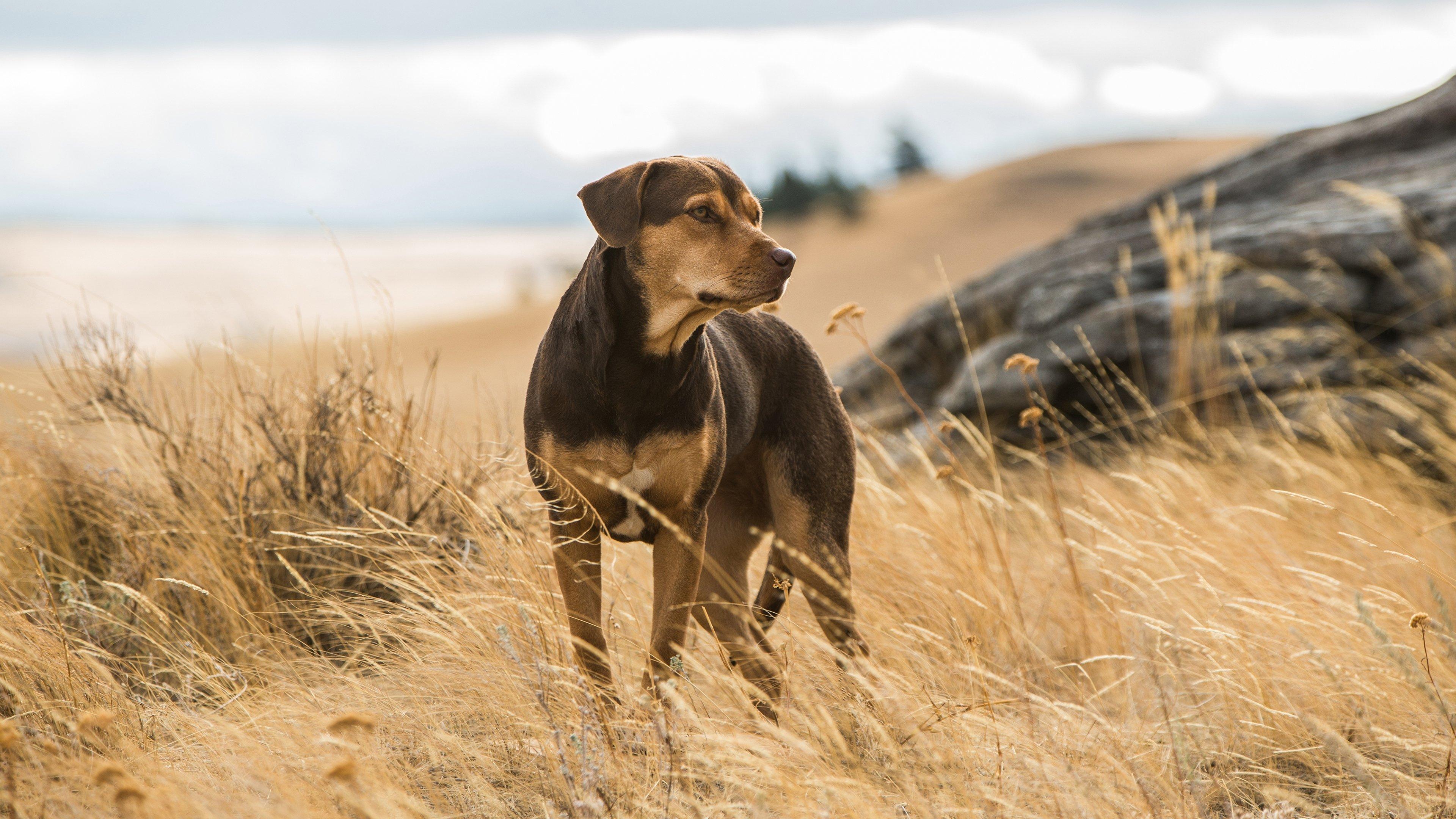 A Dog's Way Home 2019 movie scene