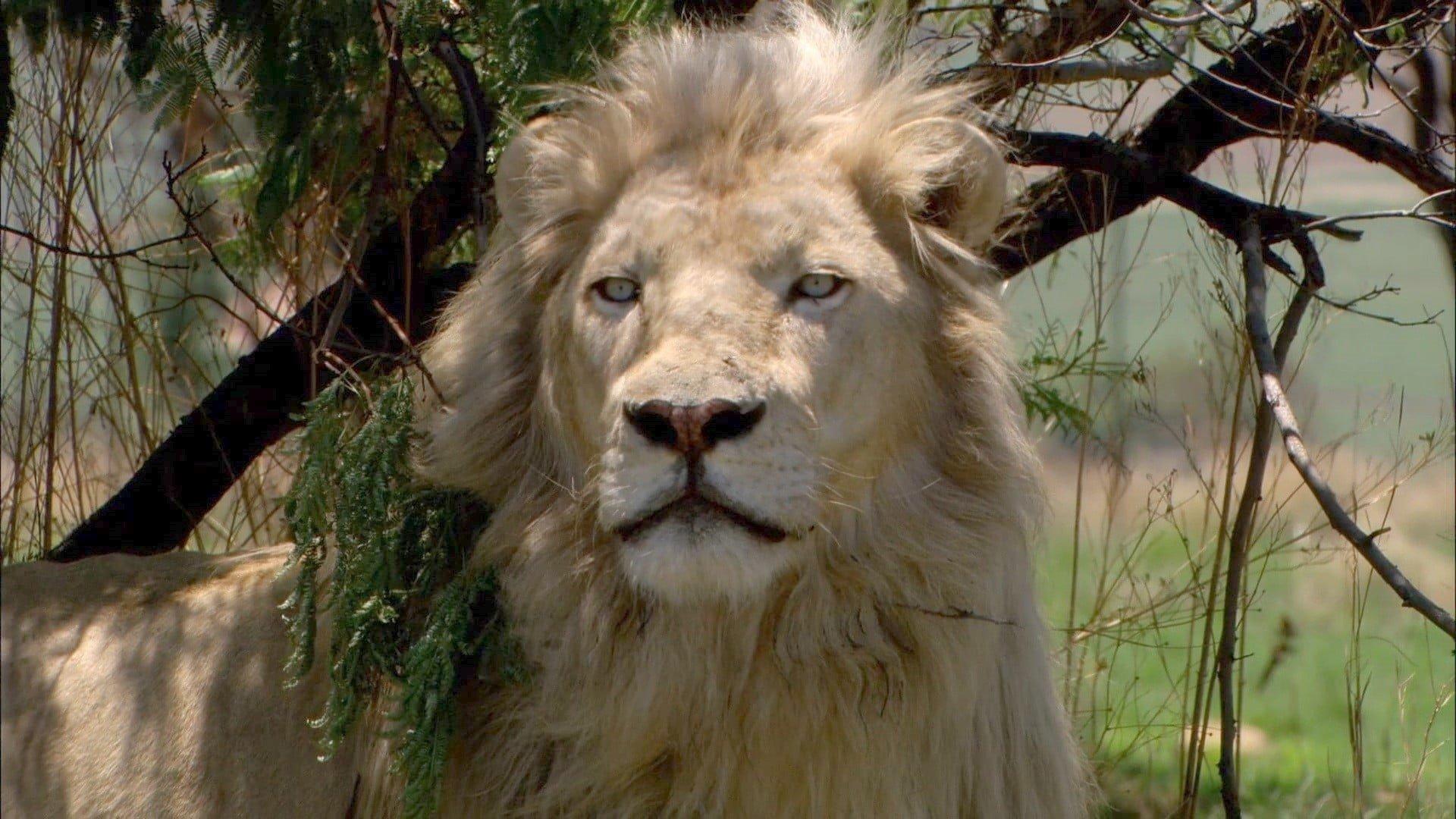 White Lion 2010 movie scene