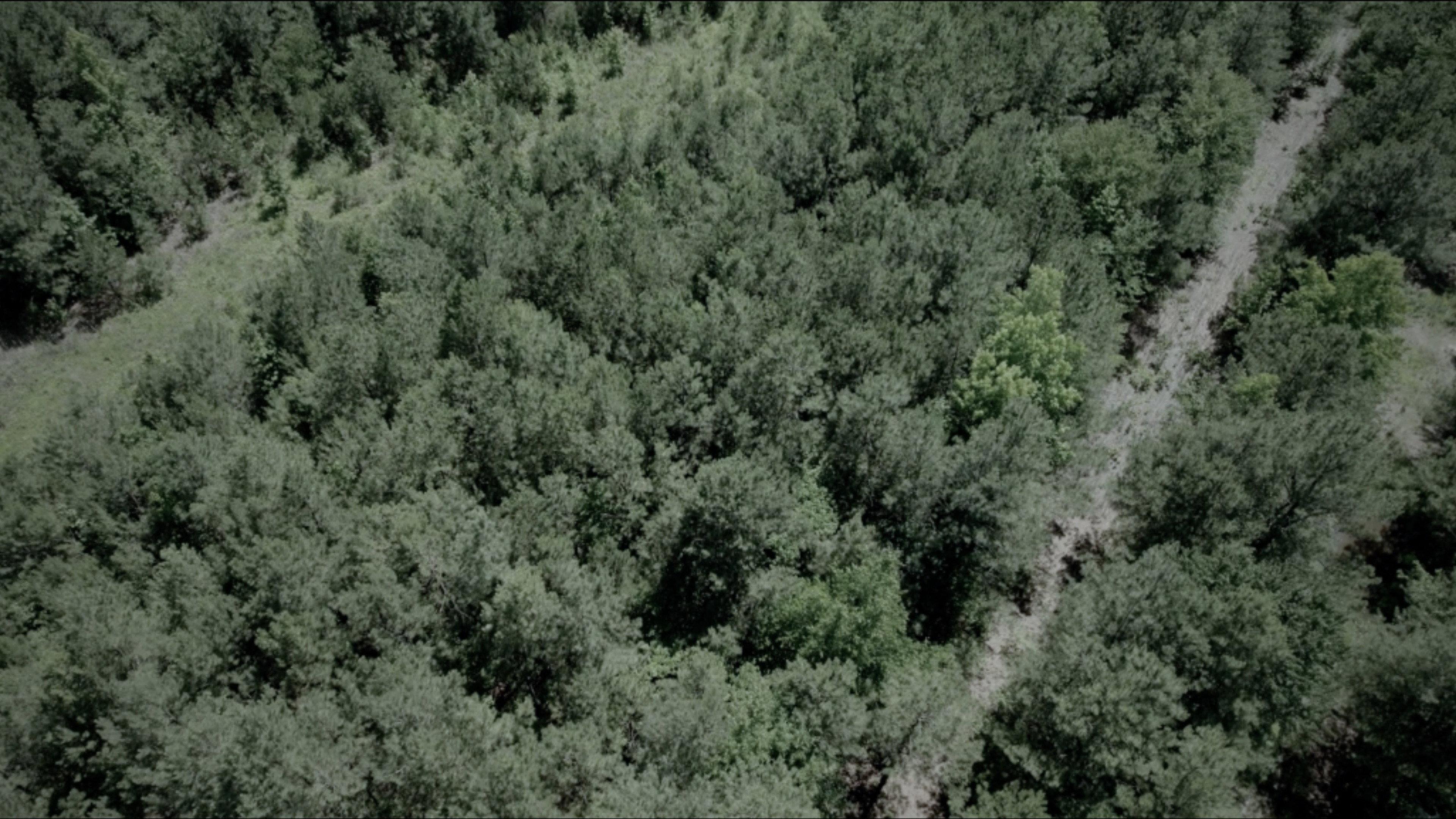The Woods 2023 movie scene
