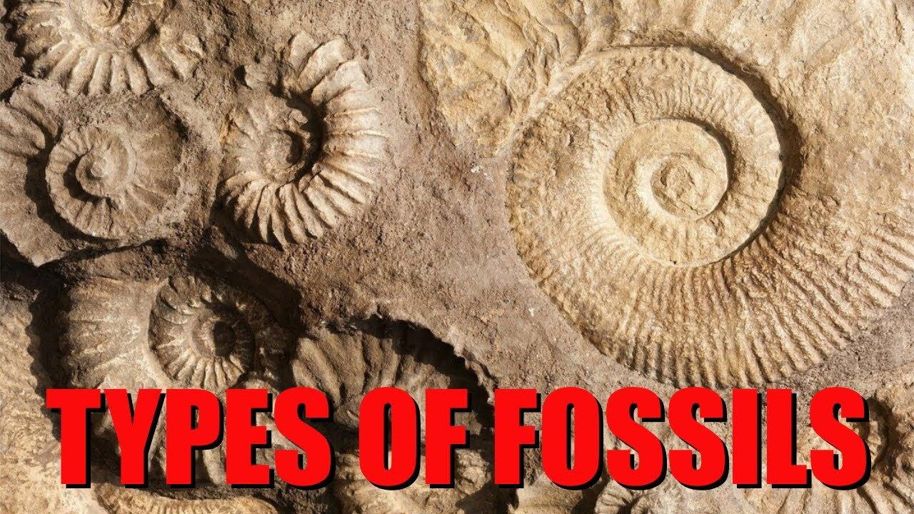 The Six Main Types of Fossilization Explained 2024 movie scene