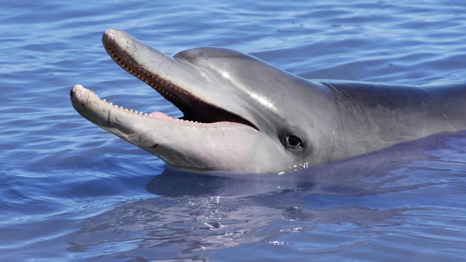 Dolphins: Is Our Love Too Deep? 2023 movie scene