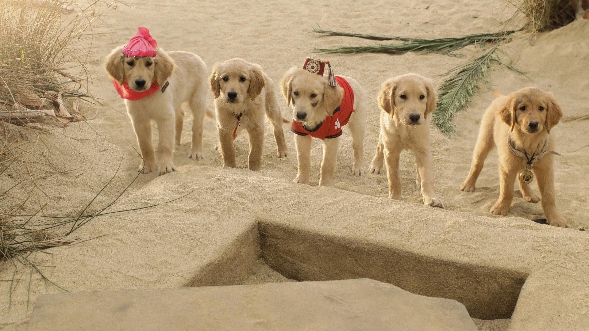 Treasure Buddies 2012 movie scene