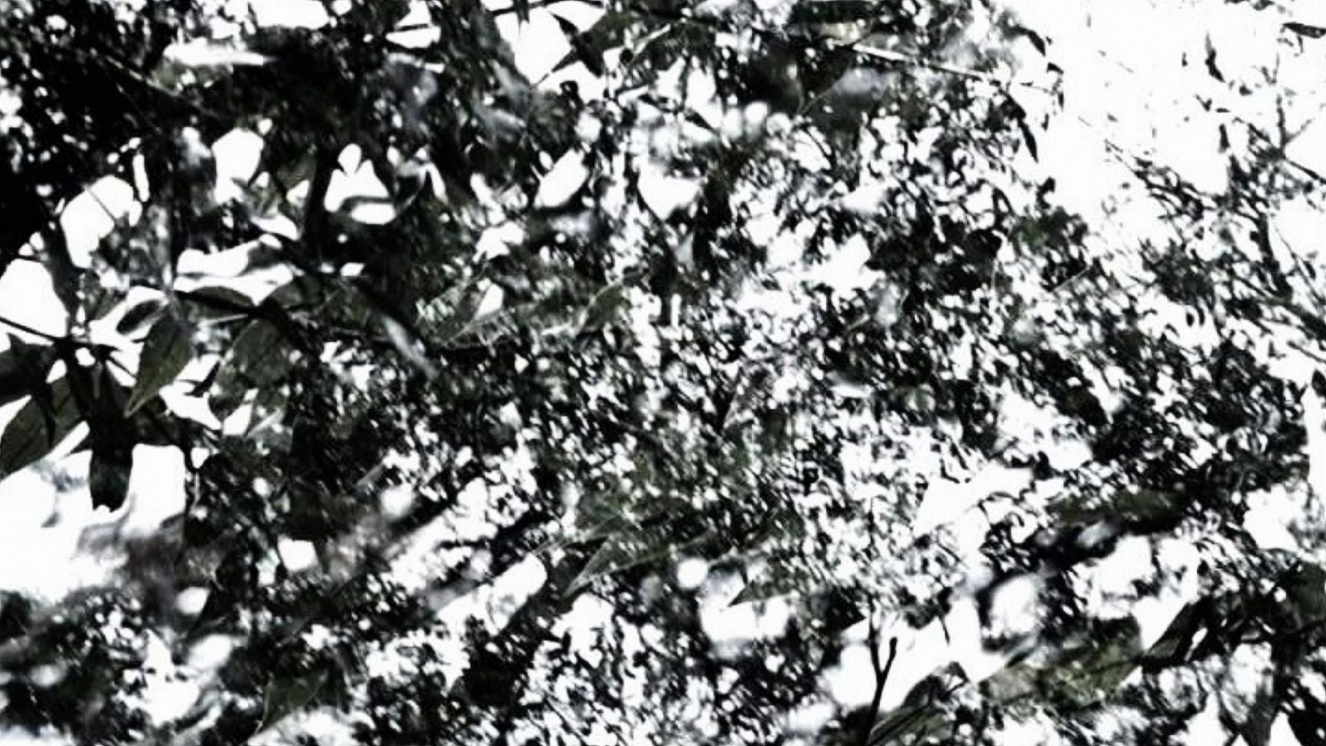 The Seasons 2008 movie scene