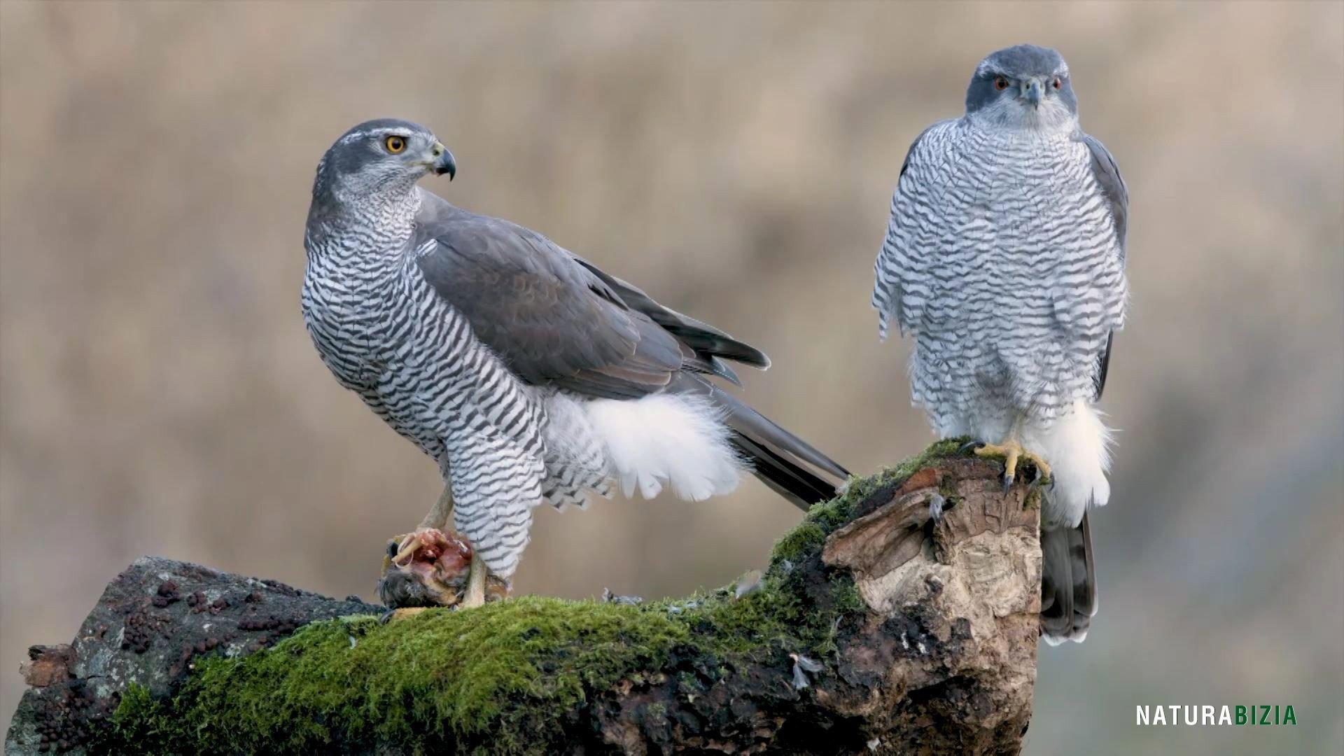 Natura Bizia 2021 movie scene