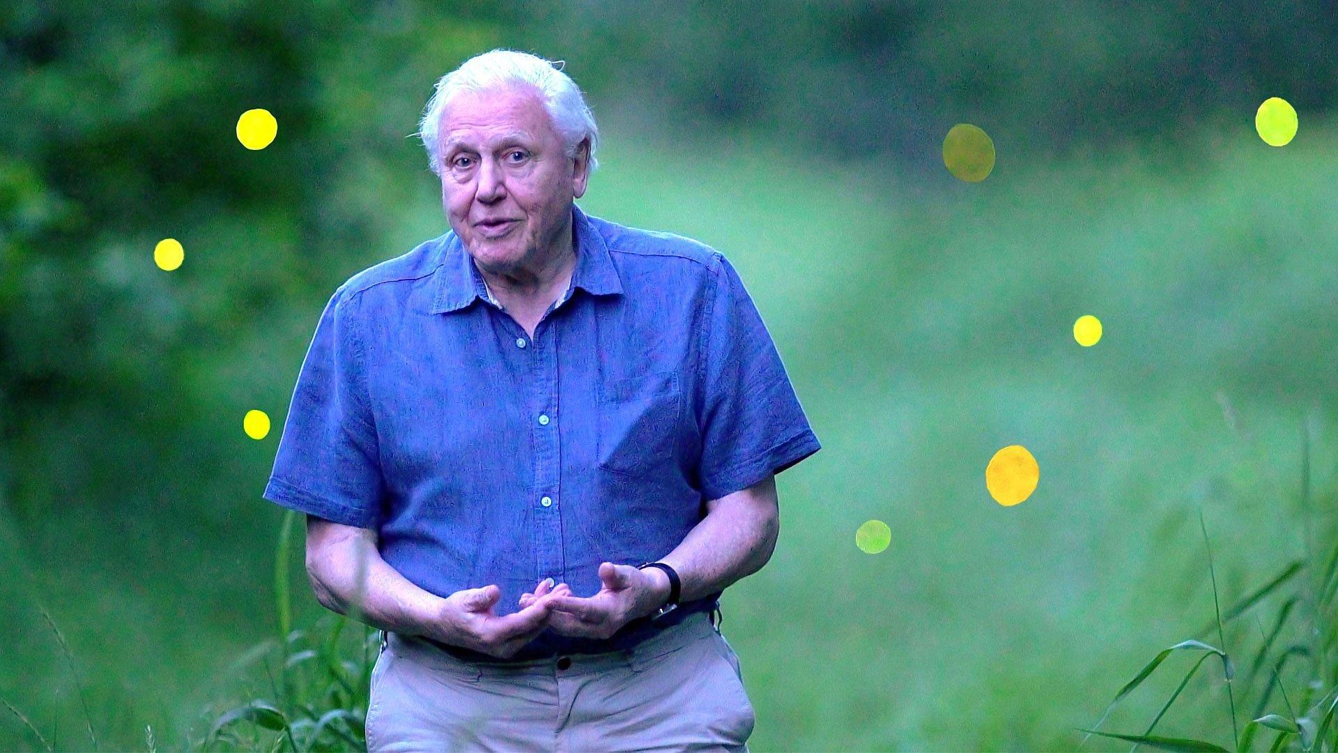 Attenborough's Life That Glows 2016 movie scene