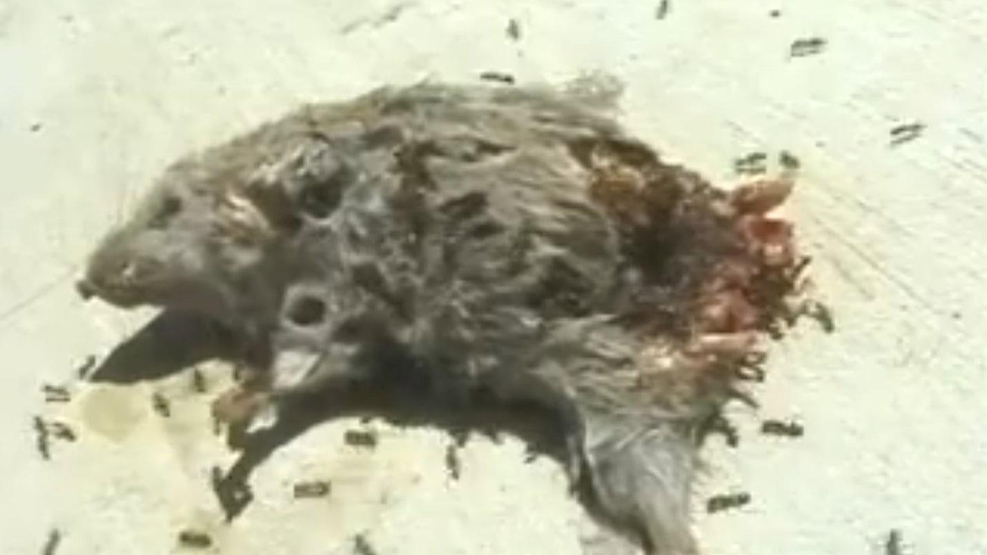 Dead Mouse with Ants 2002 movie scene