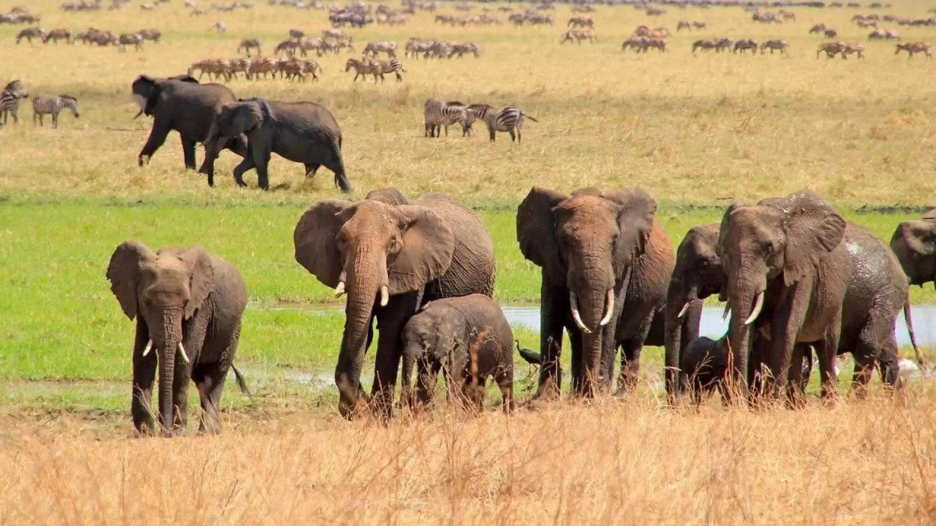 Fascination Africa 3D 2012 movie scene