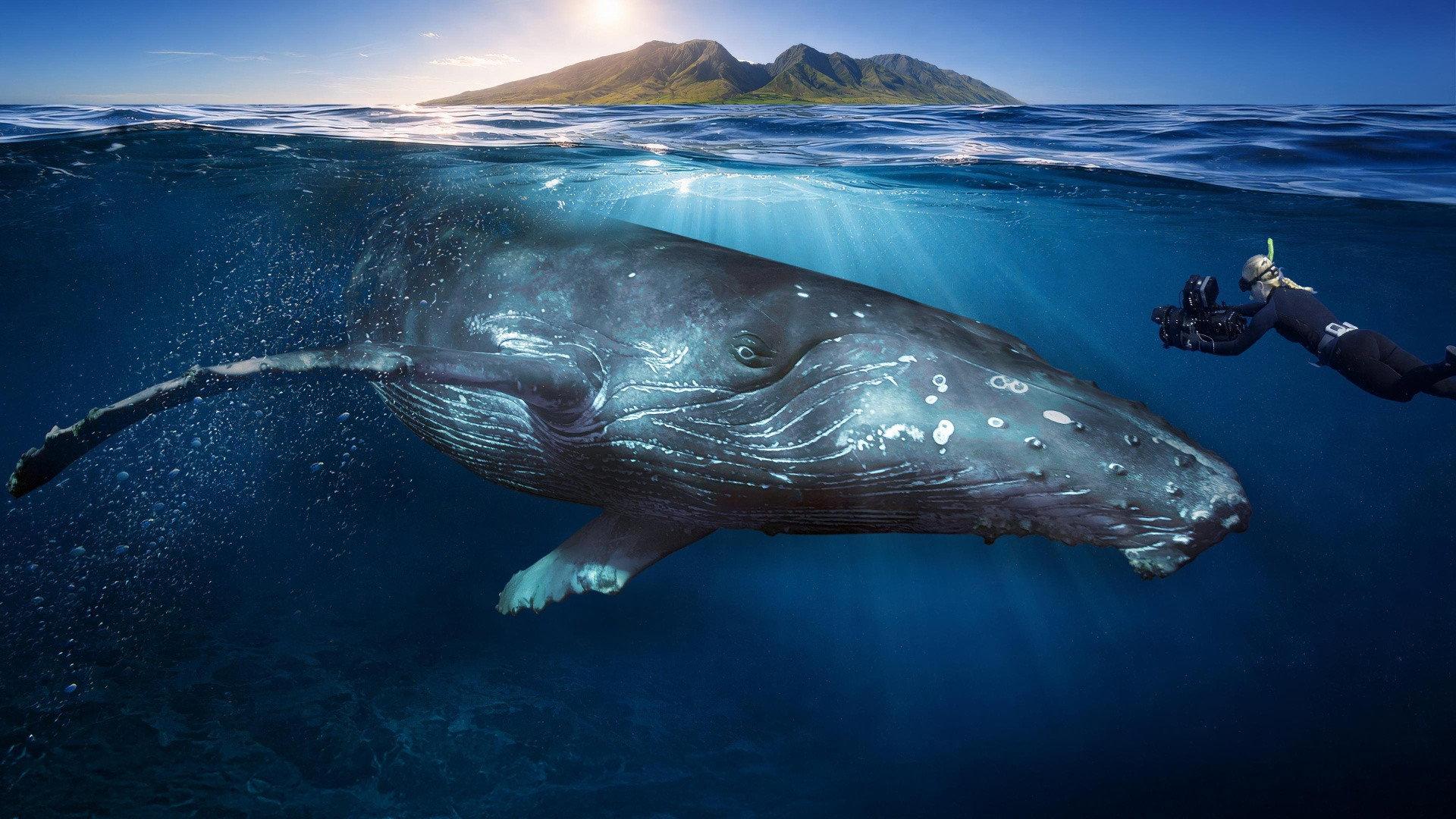 Among Humpback Whales 2026 movie scene