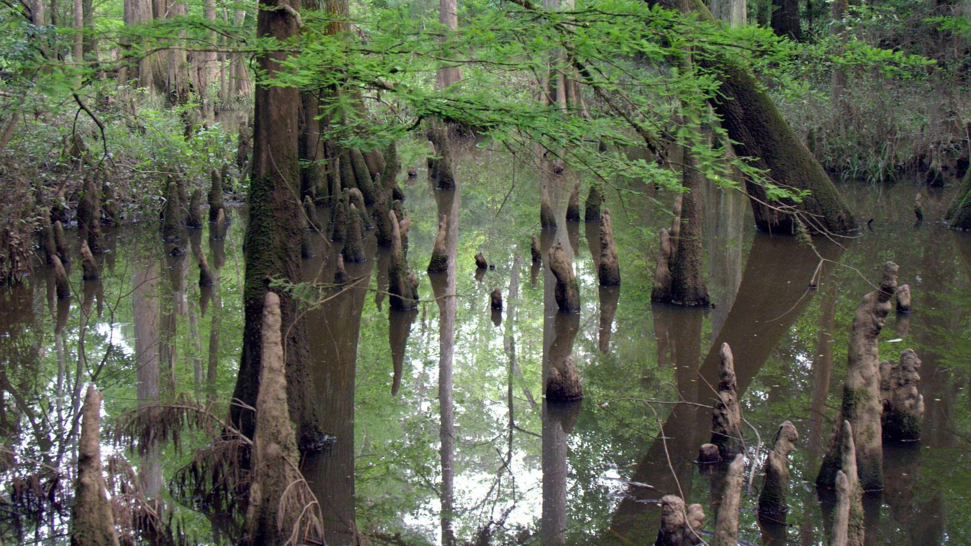 Gatorlands 2022 movie scene